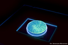 Fluorescencja białka GFP w rekombinowanych bakteriach E. coli